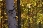 Photo: Fall Tree Bark Algonquin Provincial Park Road