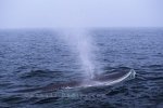 Photo: Fin Whale Quebec