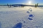 Photo: Footprints Snow Arctic Tundra Yukon
