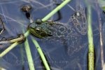 Photo: Frog