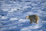 Photo: Frozen Tundra Churchill