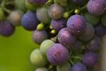 Photo: Fruit Wine Vineyard Nova Scotia