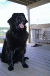 A funny black Newfoundlander watching visitors to his home in Newfoundland, Canada, North America.