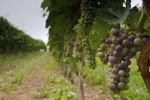 Photo: Grape Vineyard Nova Scotia