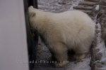 Photo: Head First Polar Bear Churchill Manitoba