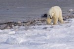 Photo: Hudson Bay Coastline Polar Bear Churchill Manitoba