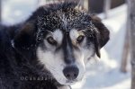 Photo: Husky Sled Dog Alaska