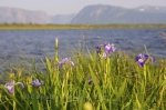 Photo: Iris Flowers