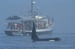 Photo: Killer Whale Watching Vancouver Island