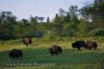 Photo: Lake Audy Bison Enclosure Riding Mountain National Park Manitoba