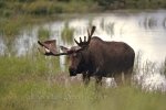 Big moose in beautiful landscape with lake in Canada, North America.
