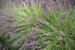 Photo: Lavender Field Bloom