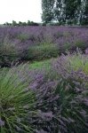 Photo: Lavender Flowers