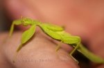 Photo: Leaf Insect Newfoundland Insectarium And Butterfly Pavilion