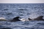 Photo: Long Finned Pilot Whales Picture