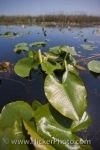 Photo: Marsh Plant Life Point Pelee National Park Leamington Ontario