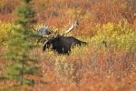 Photo: Moose Bull