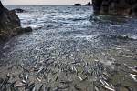 An event which only occurs in Newfoundland is the spawning of Capelin fish, aka Mallotus villosus, along beaches such as at Admiral's Point in Trinity Bay.