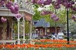 Photo: Niagara On The Lake Spring Flowers Ontario Canada