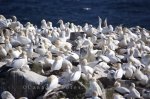 Photo: Northern Gannets Birds Avalon Peninsula Newfoundland