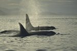 Photo: Orca Family Vancouver Island