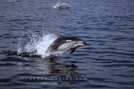 During whale watching excursions in BC, Pacific White Sided Dolphins are often also seen.