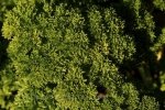 Photo: Parsley Garden