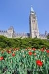 Photo: Peace Tower Tulips Parliament Building
