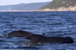 Photo: Pilot Whales Nova Scotia