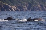 Photo: Long Finned Pilot Whales Nova Scotia