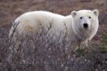 Photo: Polar Bear Barren Tundra Churchill Manitoba