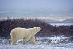 Photo: Polar Bear Climate Churchill Manitoba