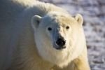Photo: Polar Bear Close Up Picture Churchill Manitoba