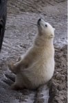 Photo: Polar Bear Closeness Tundra Buggy Tours Churchill