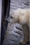 Photo: Polar Bear Cub Exploring Tundra Buggy Churchill Manitoba
