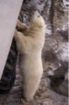 Photo: Polar Bear Cub Tundra Buggy Tour Churchill