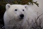 Photo: Polar Bear Face Tundra Wilderness Churchill Manitoba