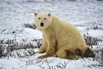 Photo: Polar Bear Image Churchill Manitoba