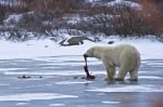 Photo: Polar Bear Lunch Hudson Bay Churchill Manitoba