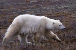 Photo: Polar Bear Running Churchill Manitoba