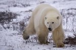 Photo: Polar Bear Trot Snow Covered Landscape Churchill