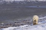 Photo: Polar Bear Walk Hudson Bay Churchill Manitoba