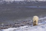 Photo: Polar Bear Walk Hudson Bay Churchill Manitoba