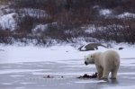 Photo: Polar Bear Winter Meal Churchill Manitoba Canada