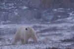 Photo: Polar Bear Winter Picture