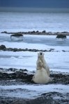 Photo: Picture Polar Bears Ursus Maritimus Churchill