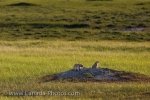 Photo: Cute Black Tailed Prairie Dogs