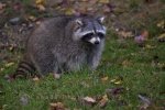 Photo: Raccoon Pest