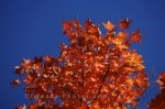 Photo: Red Leaves Algonquin Provincial Park Ontario