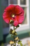 Photo: Hollyhock Bloom Prince Edward Island